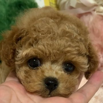 トイプードル(ティーカップ)【広島県・女の子・2024年5月23日・レッド】の写真「ぐりぐりお目目です」