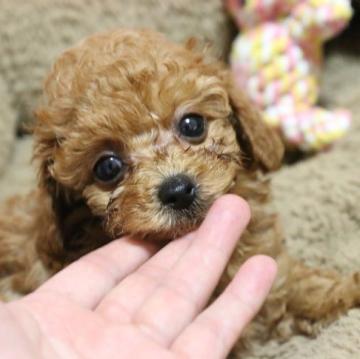 トイプードル(タイニー)【広島県・男の子・2022年8月13日・レッド】の写真「濃いお顔です」