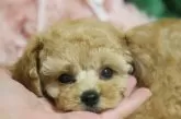 タイニープードル【広島県・男の子・2024年8月17日・アプリコット】の写真2