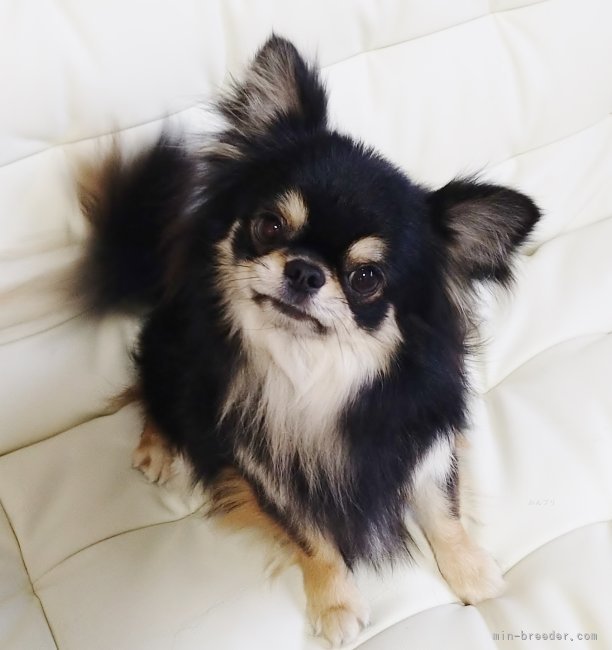 仔犬たちのパパです。｜湯崎　久子(ゆざき　ひさこ)ブリーダー(大阪府・チワワ(ロング)・JKC登録)の紹介写真1