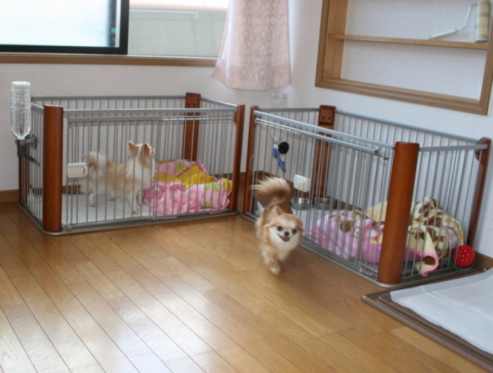 湯崎　久子(ゆざき　ひさこ)ブリーダー(大阪府・チワワ(ロング)・JKC登録)の紹介写真3