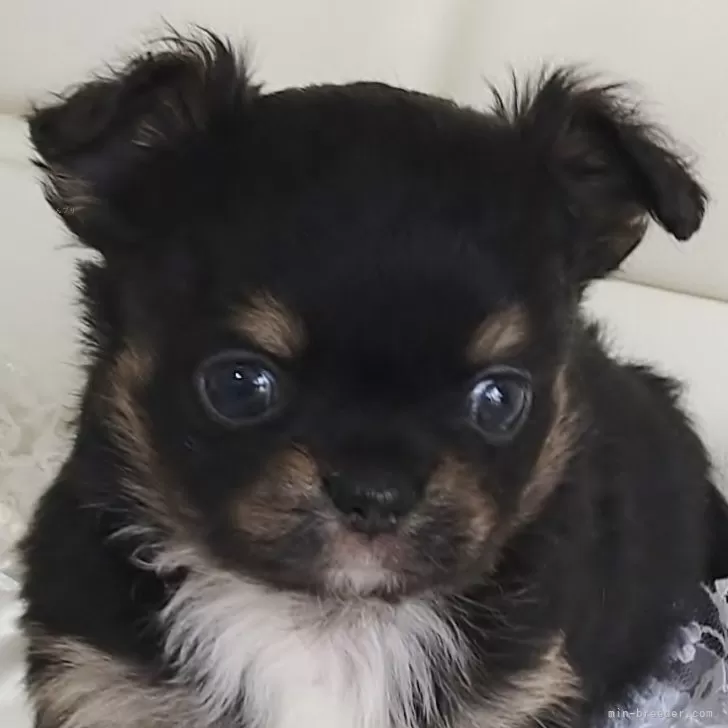 沙羅 様のお迎えした子犬