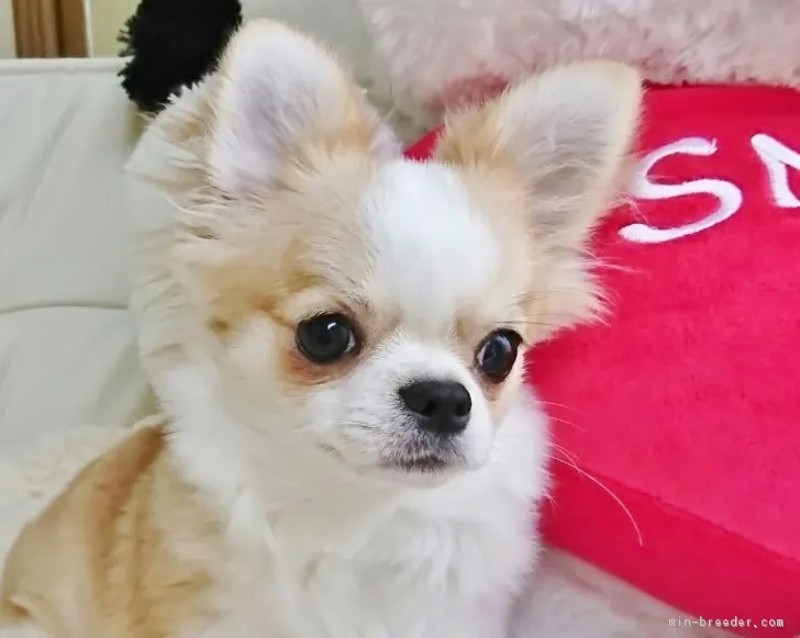 ハリー 様のお迎えした子犬