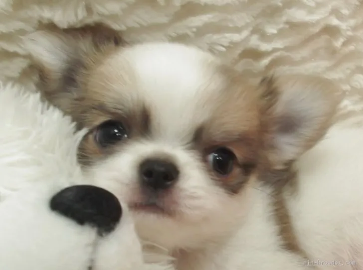 ID：1612-00201の子犬