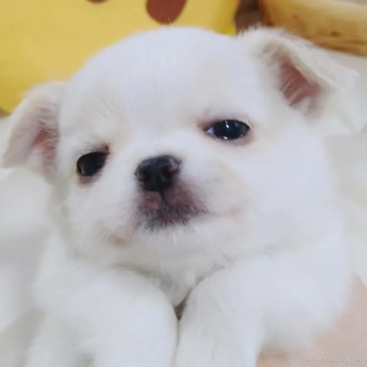 ID：2212-02361の子犬