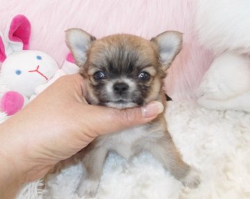 チワワ(ロング)【大阪府・女の子・2016年3月30日・フォーン&ホワイト】の写真「極小の女の子をお探しの方必見！」