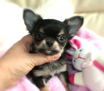 チワワ(ロング)【大阪府・男の子・2012年1月15日・ブラックタン】の写真「」