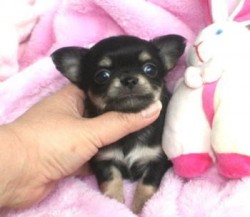 チワワ(ロング)【大阪府・女の子・2011年12月20日・ブラックタン】の写真「」