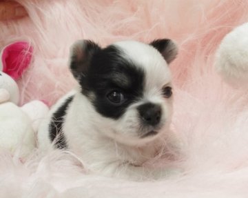 チワワ(ロング)【大阪府・女の子・2016年3月30日・ホワイト&ブラック パーティー】の写真「モノトーンのアンバランス可愛いパーティカラーの私♥」