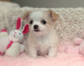 チワワ(ロング)【大阪府・女の子・2013年8月10日・クリーム&ホワイト】の写真「白いブレーズの可愛い女の子♪」