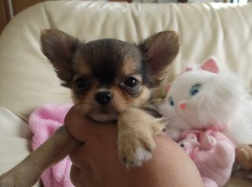 チワワ(ロング)【大阪府・男の子・2012年7月18日・ブラックタン】の写真「」