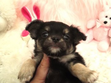 チワワ(ロング)【大阪府・男の子・2012年12月5日・ブラックタン】の写真「」