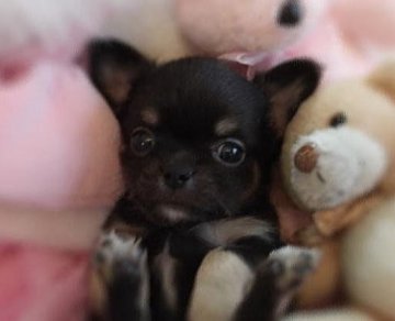 チワワ(ロング)【大阪府・男の子・2012年7月18日・ブラックタン】の写真「」