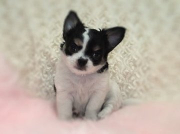 チワワ(ロング)【大阪府・女の子・2013年5月19日・ホワイト&ブラックタン】の写真「しっかりしていて毛吹きがよい女の子♪」