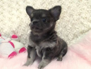 チワワ(ロング)【大阪府・男の子・2013年5月19日・ブルークリーム】の写真「フサフサのボク！綺麗なブルーカラーの男の子。」