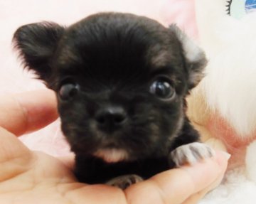 チワワ(ロング)【大阪府・女の子・2016年3月24日・ブラッククリーム】の写真「小さめの小ぶりタイプの女の子です♪」