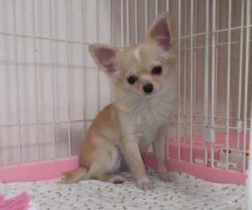 チワワ(ロング)【大阪府・女の子・2012年7月14日・クリーム&ホワイト】の写真「」