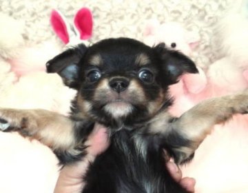 チワワ(ロング)【大阪府・女の子・2012年12月5日・ブラックタン】の写真「」