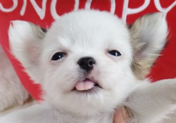 チワワ(ロング)【大阪府・女の子・2021年12月29日・ホワイト&ブルーフォーン】の写真「小ぶりの可愛い女の子！」