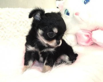 チワワ(ロング)【大阪府・男の子・2012年12月28日・ブラッククリーム】の写真「」