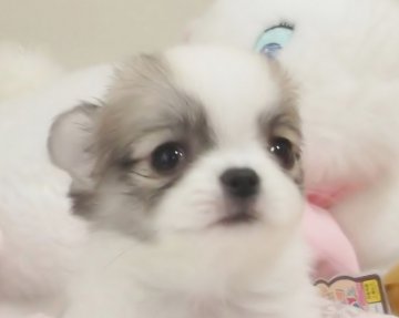 チワワ(ロング)【大阪府・女の子・2017年11月15日・ホワイト&ブルーフオーン】の写真「1年ぶりに生まれた可愛い女の子（特選犬)です。」