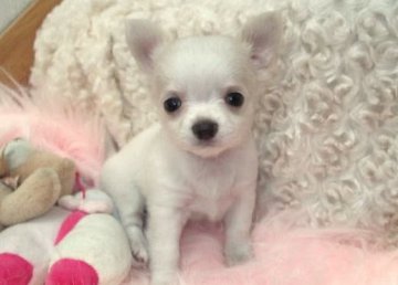 チワワ(ロング)【大阪府・女の子・2013年5月10日・ホワイト&クリーム】の写真「白くて可愛い女の子♪健康も◎！」