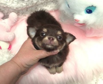 チワワ(ロング)【大阪府・女の子・2012年12月28日・チョコタン】の写真「」