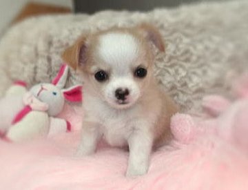 チワワ(ロング)【大阪府・女の子・2013年8月10日・クリーム&ホワイト】の写真「白いブレーズの可愛い女の子♪」