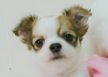 チワワ(ロング)【大阪府・男の子・2019年1月28日・ホワイト&レッド】の写真「甘えた君です。」