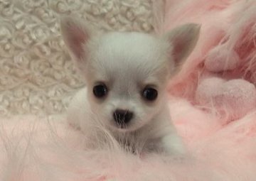 チワワ(ロング)【大阪府・女の子・2013年5月10日・ホワイト&クリーム】の写真「真っ白ボディーにクリームカラー！可愛い小ぶりちゃんです。」