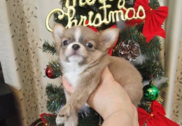 チワワ(ロング)【大阪府・女の子・2014年10月25日・ブルーフォーン&ホワイト】の写真「とってもかわいくて性格もいいです。」