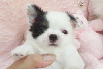 チワワ(ロング)【大阪府・男の子・2016年9月11日・ホワイト&ブラック】の写真「人なつっこい可愛いボクちゃんです。」