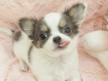 チワワ(ロング)【大阪府・男の子・2016年9月11日・ホワイト&ブル―タン】の写真「華やかな明るいカラーです！とてもきれいですよ。」