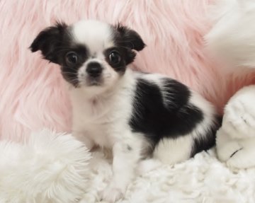 チワワ(ロング)【大阪府・女の子・2016年3月24日・ホワイト&ブラックタン】の写真「元気で可愛い女の子！」