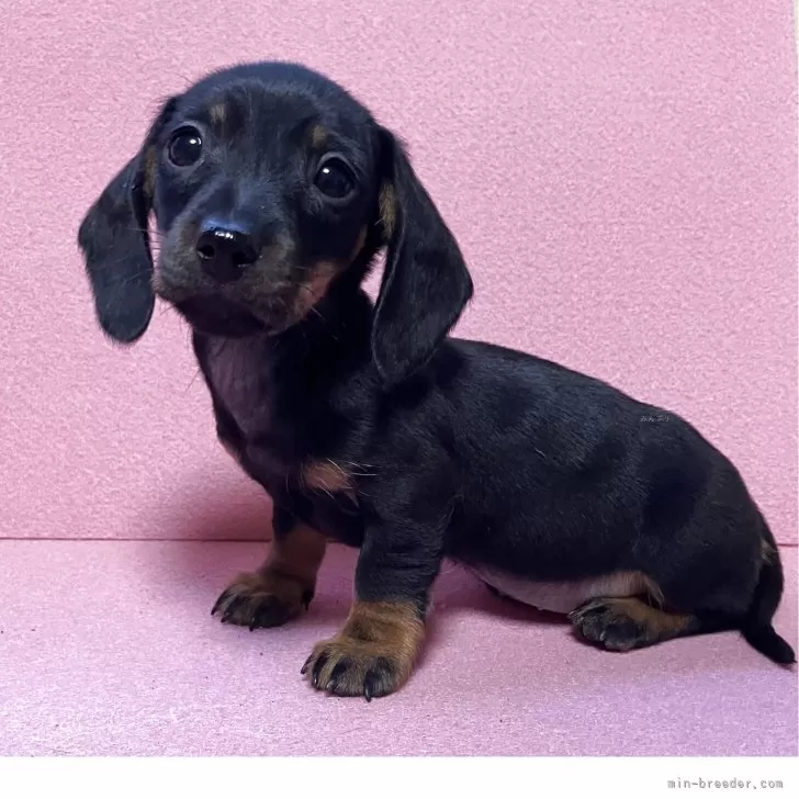 ID:2503-06311の子犬