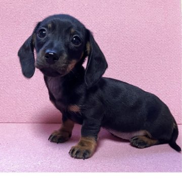 ミニチュアダックスフンド(スムース)【東京都・女の子・2025年2月9日・ブラック&タン】の写真「⭐︎両親PRA検査済⭐︎繊細な小柄な女の子。」