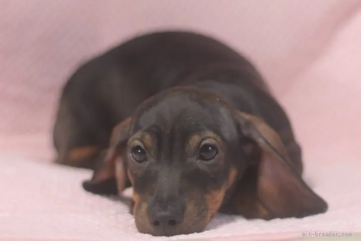 ID：2110-04041の子犬