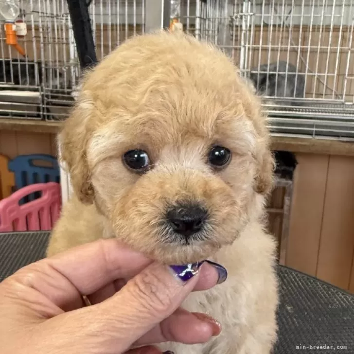 ID：2511-01914の子犬