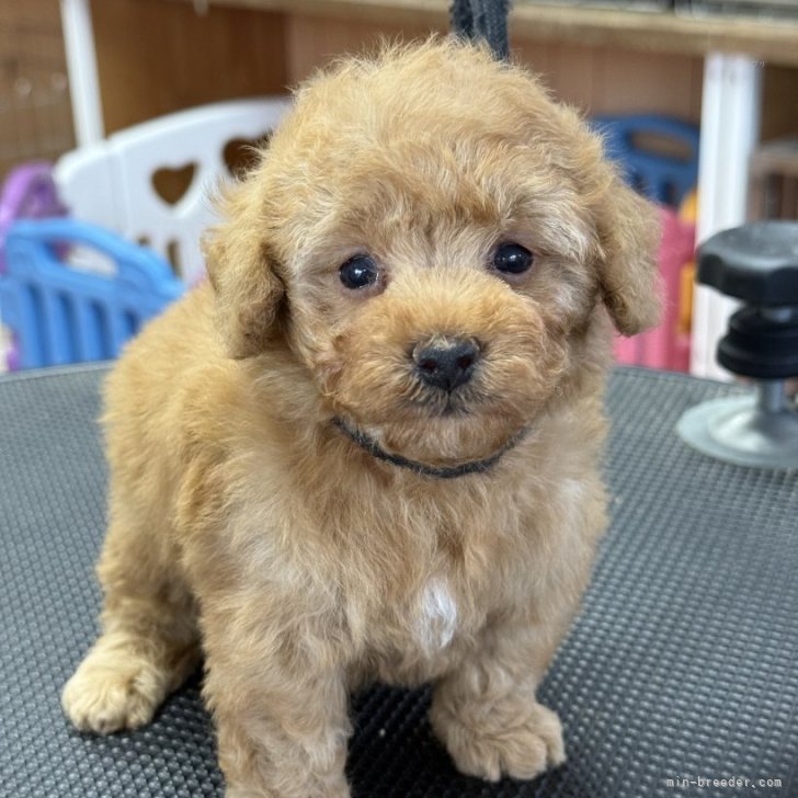 ブリーダー画像