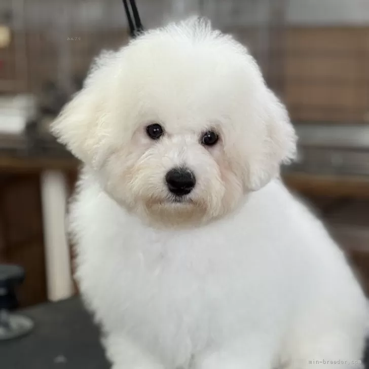 ID：2502-05183の子犬