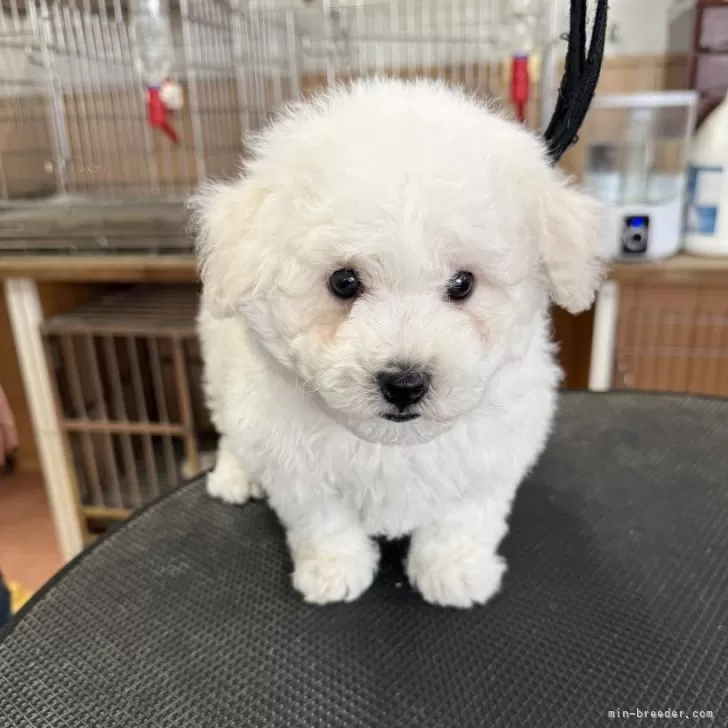ID：2505-06638の子犬