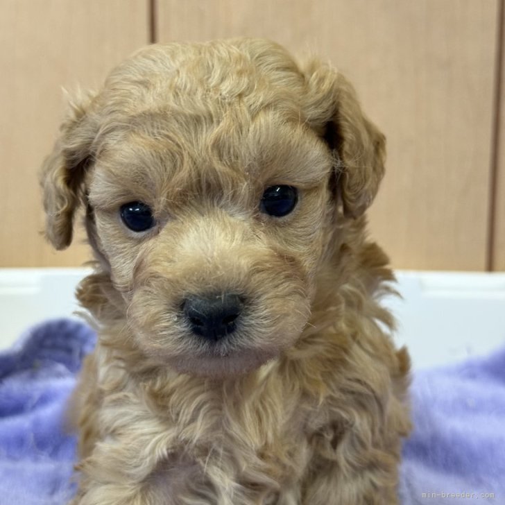 ブリーダー画像