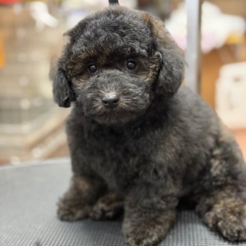 トイプードル(トイ)【栃木県・男の子・2025年1月26日・ブリンドル】の写真「毛色はブリンドル、毛量のある大きめな男の子。」