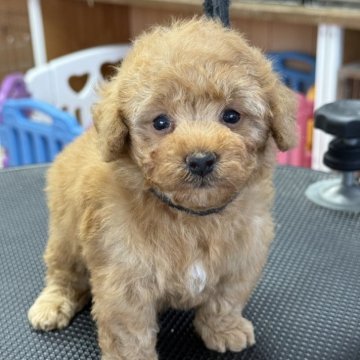 トイプードル(ティーカップ)【栃木県・男の子・2025年10月1日・オレンジフォーン】の写真「小さくて可愛らしい男の子です。」