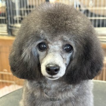 トイプードル(タイニー)【栃木県・女の子・2025年4月14日・グレー】の写真「明るく人懐こい可愛いお顔の女の子です。」