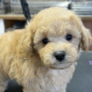 トイプードル(タイニー)【栃木県・男の子・2025年9月20日・オレンジフォーン】の写真「お顔の可愛い男の子です。」