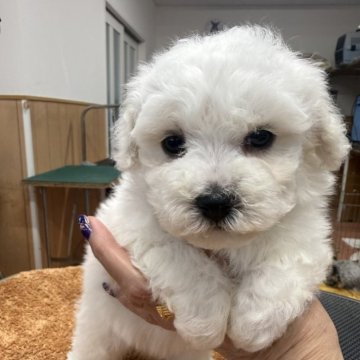 ビションフリーゼ【栃木県・女の子・2025年9月26日・ホワイト】の写真「早期ご予約特別価格、お顔の可愛い女の子です。」