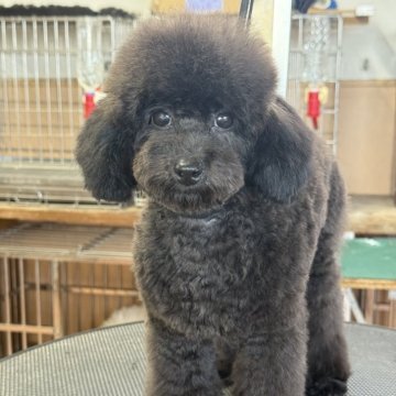 タイニープードル【栃木県・女の子・2025年1月26日・ブラック】の写真「人懐こく明るい可愛い女の子です。」