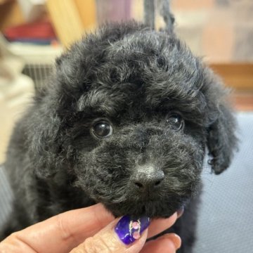 トイプードル(タイニー)【栃木県・男の子・2025年9月20日・ブラック】の写真「お顔の可愛い男の子、シッポはナチュラルテールです。」