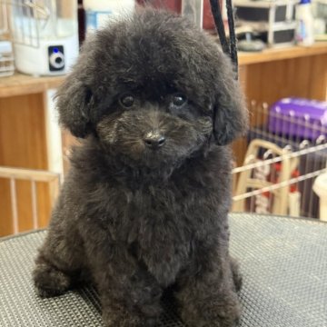 トイプードル(ティーカップ)【栃木県・女の子・2025年4月14日・ブラック】の写真「明るくて可愛いお顔の女の子です。」